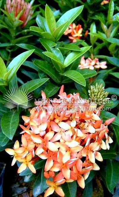 Ixora thai orange (flower)